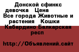 Донской сфинкс девочка › Цена ­ 15 000 - Все города Животные и растения » Кошки   . Кабардино-Балкарская респ.